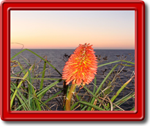 Lone Flower over the Sea